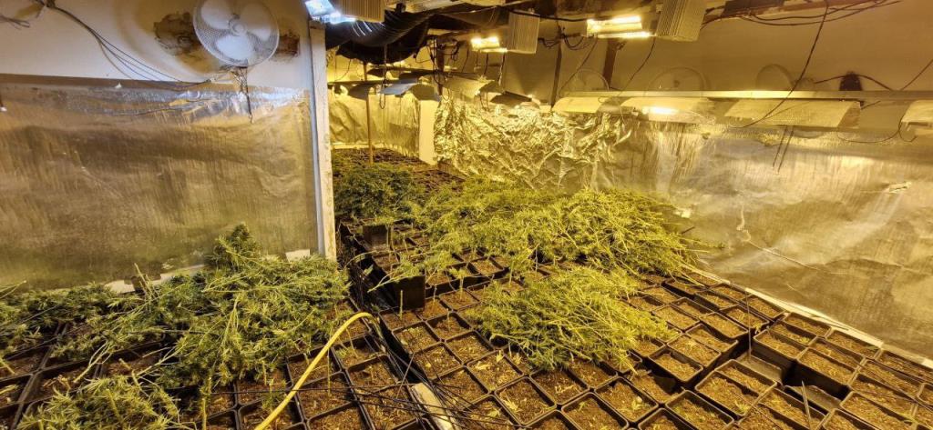 Desmantellen quatre plantacions de marihuana a Terrassa i Matadepera i un pis com a punt logístic a Vilanova. ACN