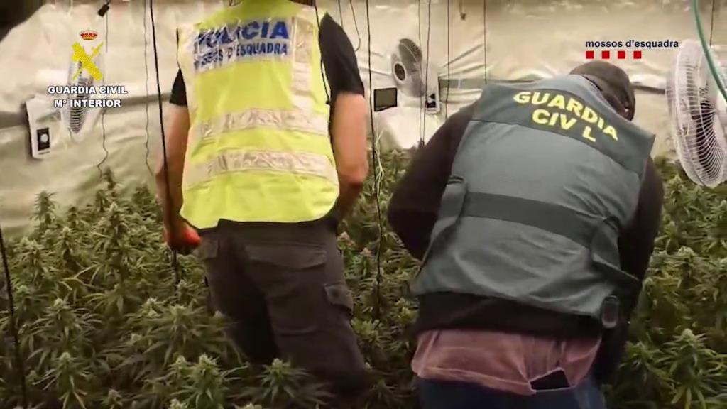 Desmantellen una plantació de marihuana a Torrelles de Foix dins d’una macrooperació policial contra una xarxa criminal. Mossos d'Esquadra