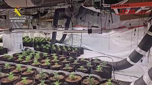 Desmantellen una plantació de marihuana a Torrelles de Foix dins d’una macrooperació policial contra una xarxa criminal