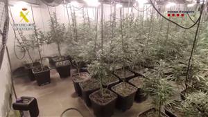 Desmantellen una plantació de marihuana a Torrelles de Foix dins d’una macrooperació policial contra una xarxa criminal