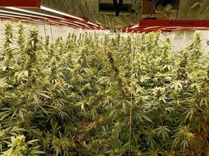 Detingut un home i desmantellada una plantació indoor de marihuana a Bellvei. Mossos d'Esquadra