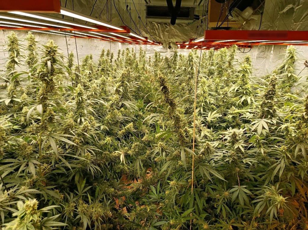 Detingut un home i desmantellada una plantació indoor de marihuana a Bellvei. Mossos d'Esquadra