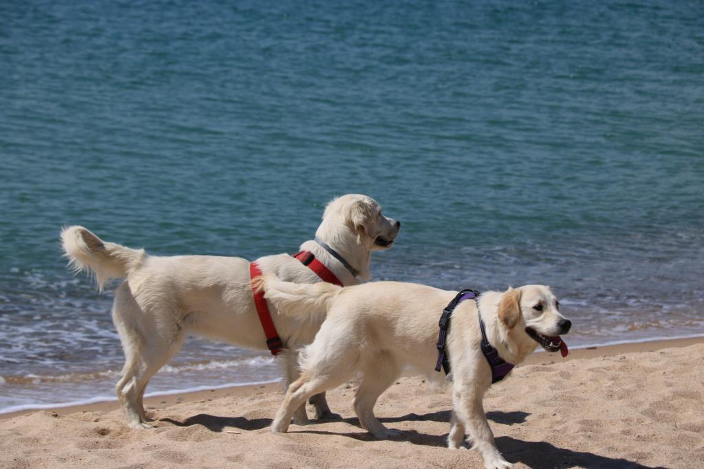 Dos de cada tres municipis costaners tindran platja per a gossos aquest estiu. ACN