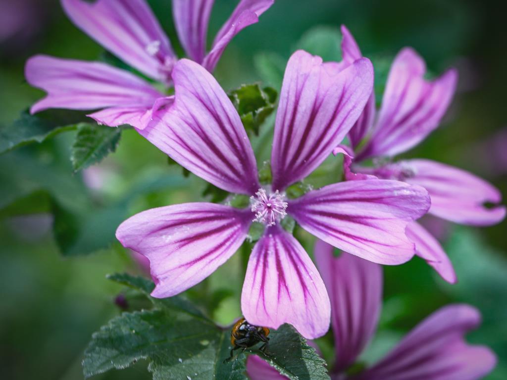 Eixarcolant aconsegueix el reconeixement legal de cinc plantes silvestres comestibles per a tota la Unió Europea. Eixarcolant 