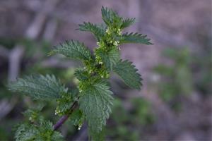 Eixarcolant aconsegueix el reconeixement legal de cinc plantes silvestres comestibles per a tota la Unió Europea