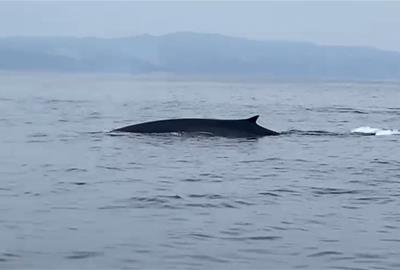 El 13 d'abril es van registrar els primers avistaments de Rorqual comú d’aquesta temporada 2025. EIX