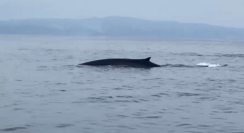 El 13 d'abril es van registrar els primers avistaments de Rorqual comú d’aquesta temporada 2025. EIX