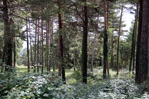 El 64% del territori català és forestal i només un terç es gestiona de manera planificada . ACN