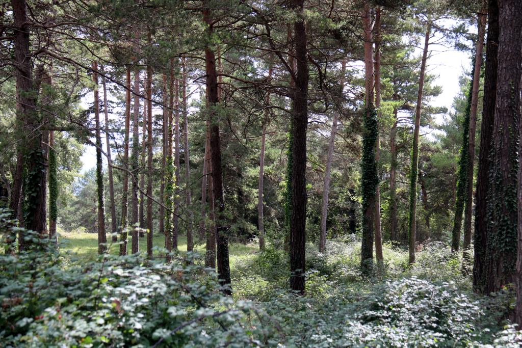 El 64% del territori català és forestal i només un terç es gestiona de manera planificada . ACN