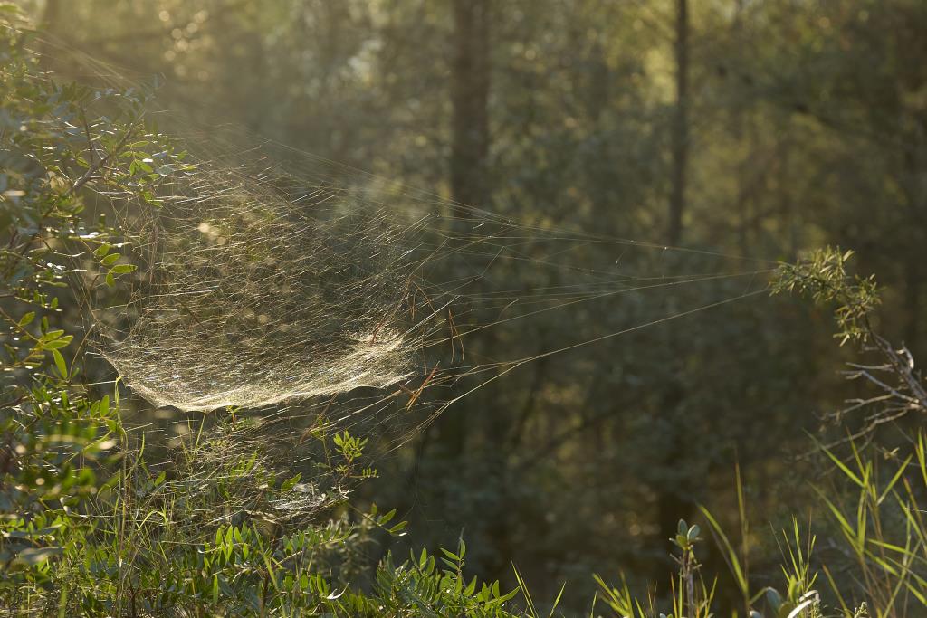El Bosc de la Imaginació – De la Sequera a l’Esperança: exposició fotogràfica i cicle de reflexió sobre la natura i el canvi climàtic a Vilafranca. EI