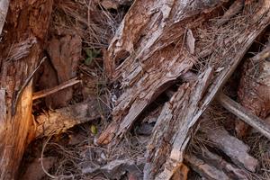 El Bosc de la Imaginació – De la Sequera a l’Esperança: exposició fotogràfica i cicle de reflexió sobre la natura i el canvi climàtic a Vilafranca