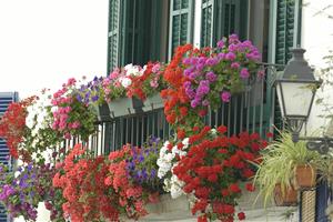 El Corpus de Sitges impulsa el Concurs d’ornamentació floral de balcons i façanes amb l’objectiu de superar la participació de l’any passat. Ajuntamen