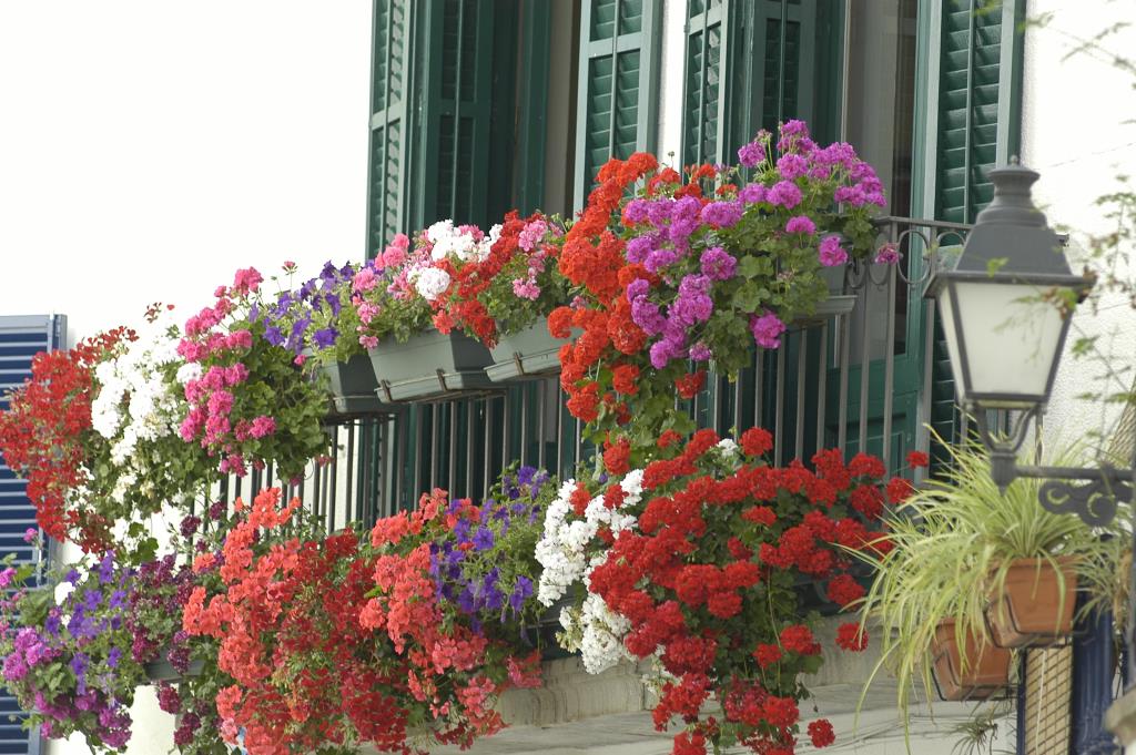 El Corpus de Sitges impulsa el Concurs d’ornamentació floral de balcons i façanes amb l’objectiu de superar la participació de l’any passat. Ajuntamen