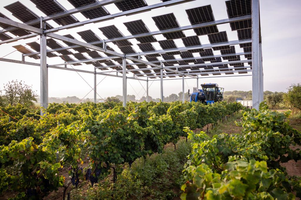 El muntatge se situa a cinc metres del terra perquè pugui passar per sota una màquina veremadora automatitzada. Eix