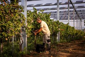El muntatge se situa a cinc metres del terra perquè pugui passar per sota una màquina veremadora automatitzada