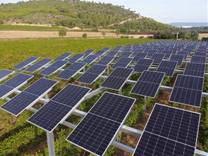 El muntatge se situa a cinc metres del terra perquè pugui passar per sota una màquina veremadora automatitzada