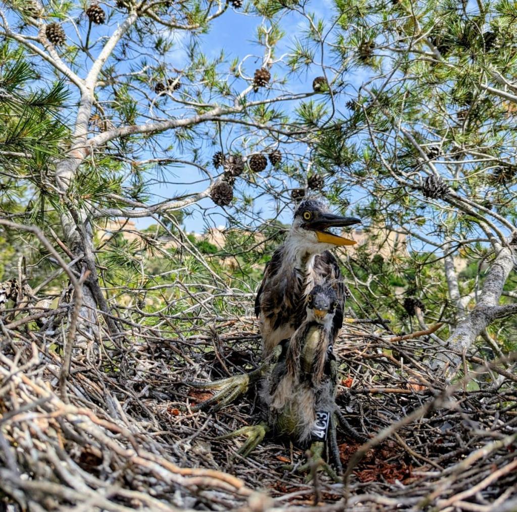El Parc del Foix estrena una càmera pionera per observar la cria del bernat pescaire en directe. Diputació de Barcelona
