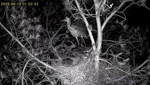 El Parc del Foix estrena una càmera pionera per observar la cria del bernat pescaire en directe