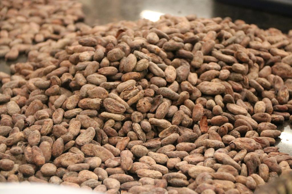 El sector del cafè i el cacau dispara preus un 32,5% en tres anys i busca com evitar esdevenir un producte de luxe. ACN