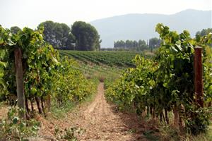 El sector del cava es “resigna” a treballar amb uns aranzels del 15% i demana “estabilitat” per planificar el futur
