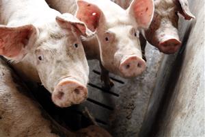 El sector porcí multiplica per cinc el nombre d'animals per granja en 30 anys. ACN