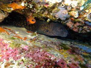 El silenci que creix sota el mar de Vilanova: una dècada de pèrdua de biodiversitat segons la UPC. UPC