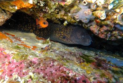 El silenci que creix sota el mar de Vilanova: una dècada de pèrdua de biodiversitat segons la UPC. UPC