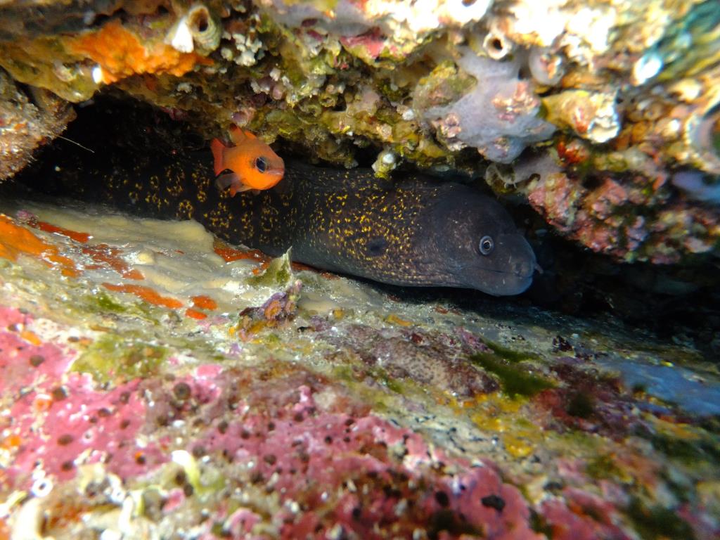 El silenci que creix sota el mar de Vilanova: una dècada de pèrdua de biodiversitat segons la UPC. UPC