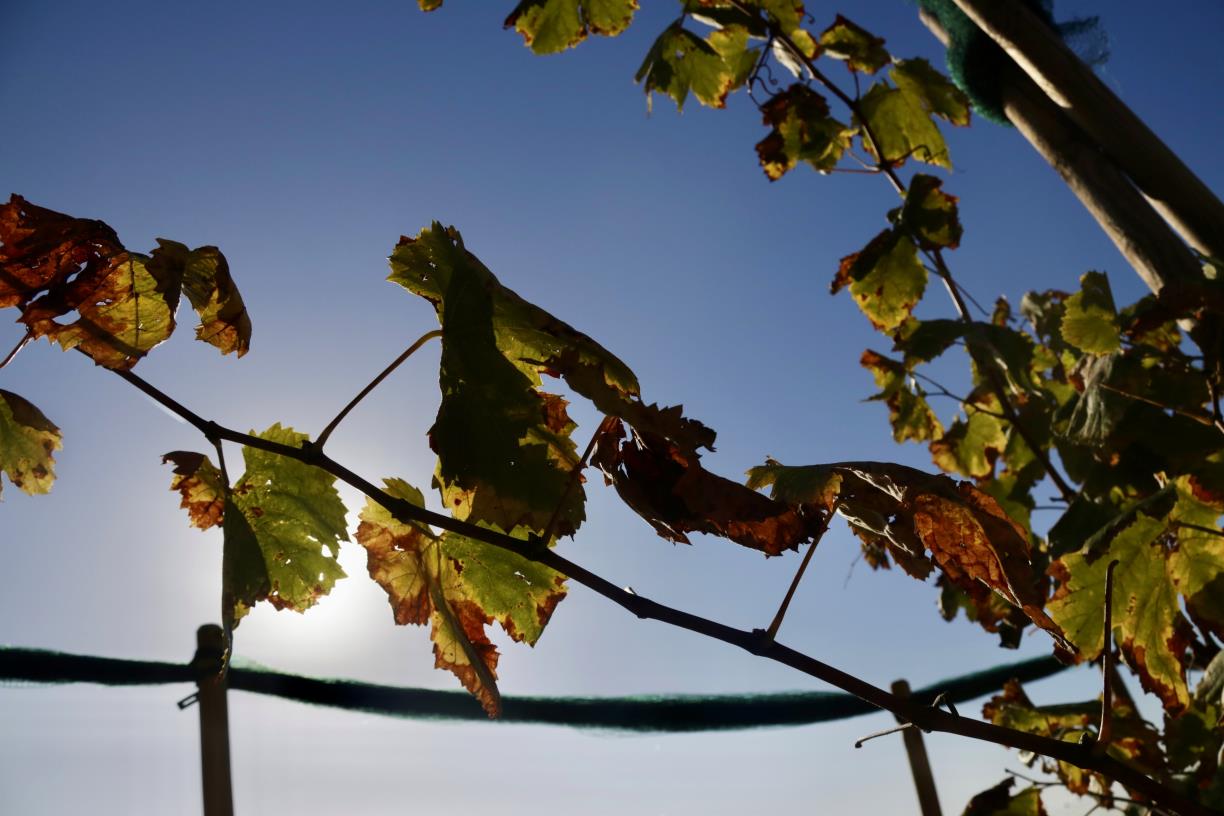 Els cellers Perelada i Gramona, entre les 50 millors del món segons 'The World's 50 Best Vineyards 2025'. ACN