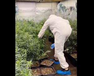 Els Mossos desarticulen una organització criminal dedicada al cultiu i tràfic de marihuana al Baix Penedès. Mossos d'Esquadra