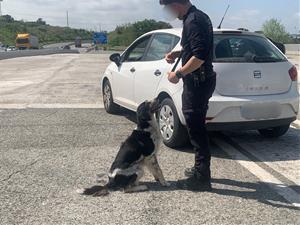 Els Mossos d’Esquadra reforcen la vigilància a l’AP-7 amb un gran dispositiu conjunt a les portes de Setmana Santa