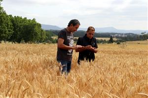 Els pagesos de l'Anoia preveuen una campanya del cereal