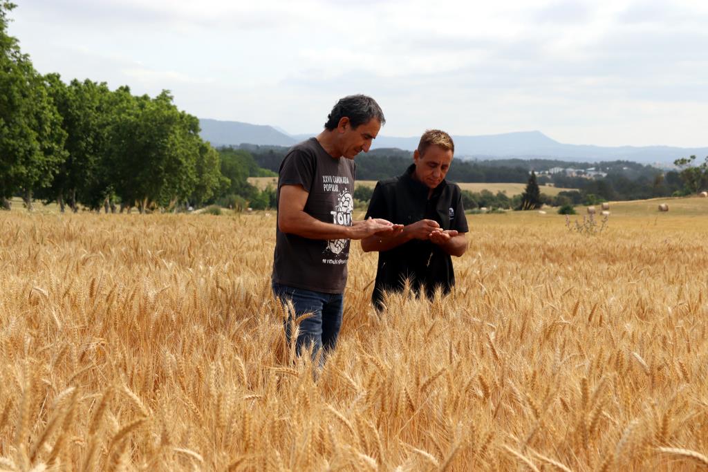 Els pagesos de l'Anoia preveuen una campanya del cereal 