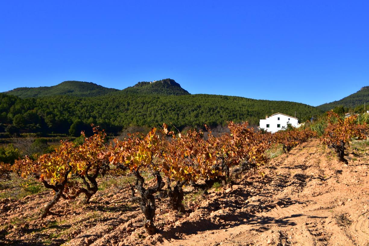 Els paisatges del final de la Tardor, el Penedès, Torrelles de Foix. Àngela Llop