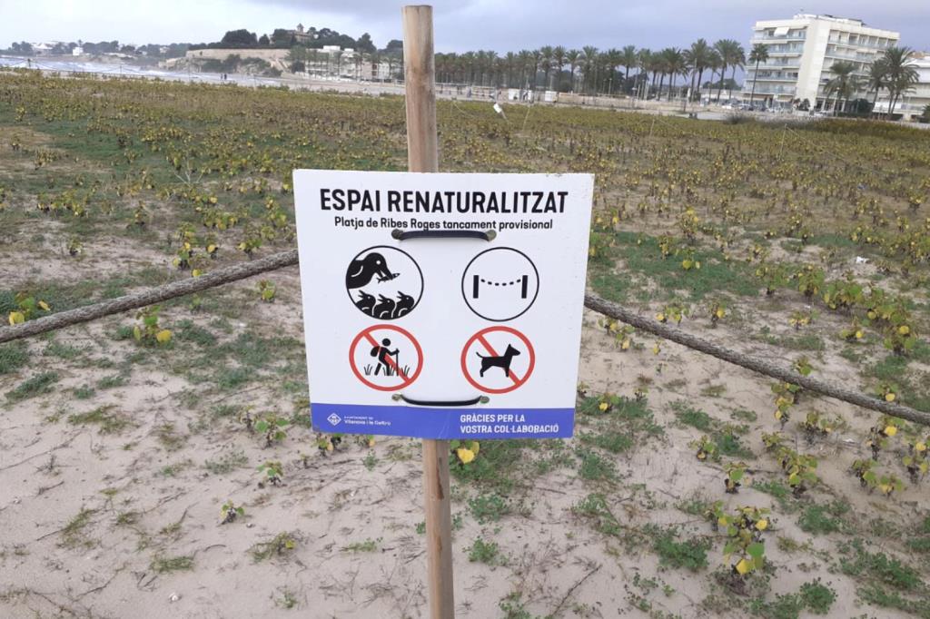 Espai renaturalitzat de la Platja de Ribes Roges. Eix