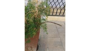 Espàrrec d’una jardinera del centre de la Vila. Ferran Savall