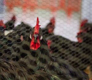 Èxit de la 361a Fira del Gall de Vilafranca amb gran afluència de públic familiar