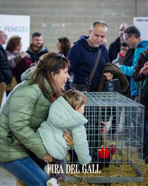Èxit de la 361a Fira del Gall de Vilafranca amb gran afluència de públic familiar