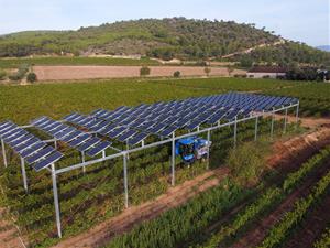 Família Torres instal·la una planta solar pilot de 1.000 m2 en una vinya del Penedès. ACN