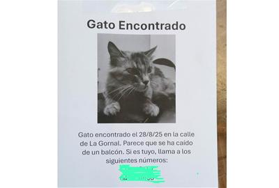 Gato encontrado. Ferran Savall