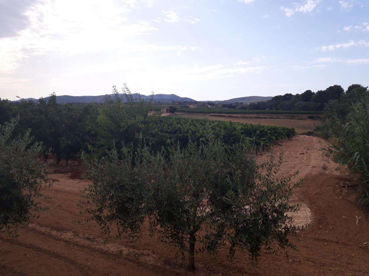 Hort d'en Grimau. Diputació de Barcelona