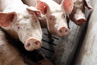 Imatge d'arxiu d'una granja de porcs. ACN / Laura Cortés