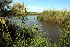 Imatge de l'estany de la Ricarda. ACN / Àlex Recolons
