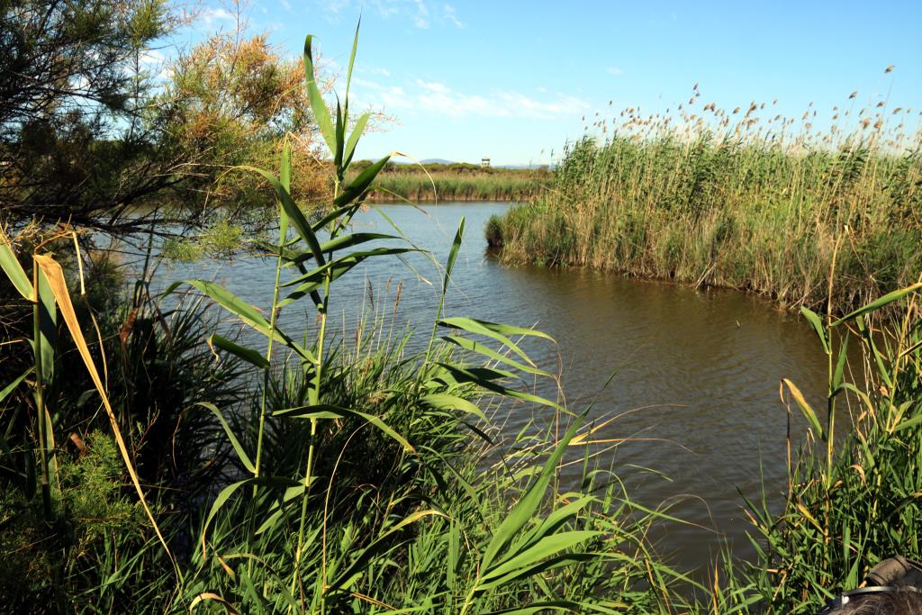 Imatge de l'estany de la Ricarda. ACN / Àlex Recolons