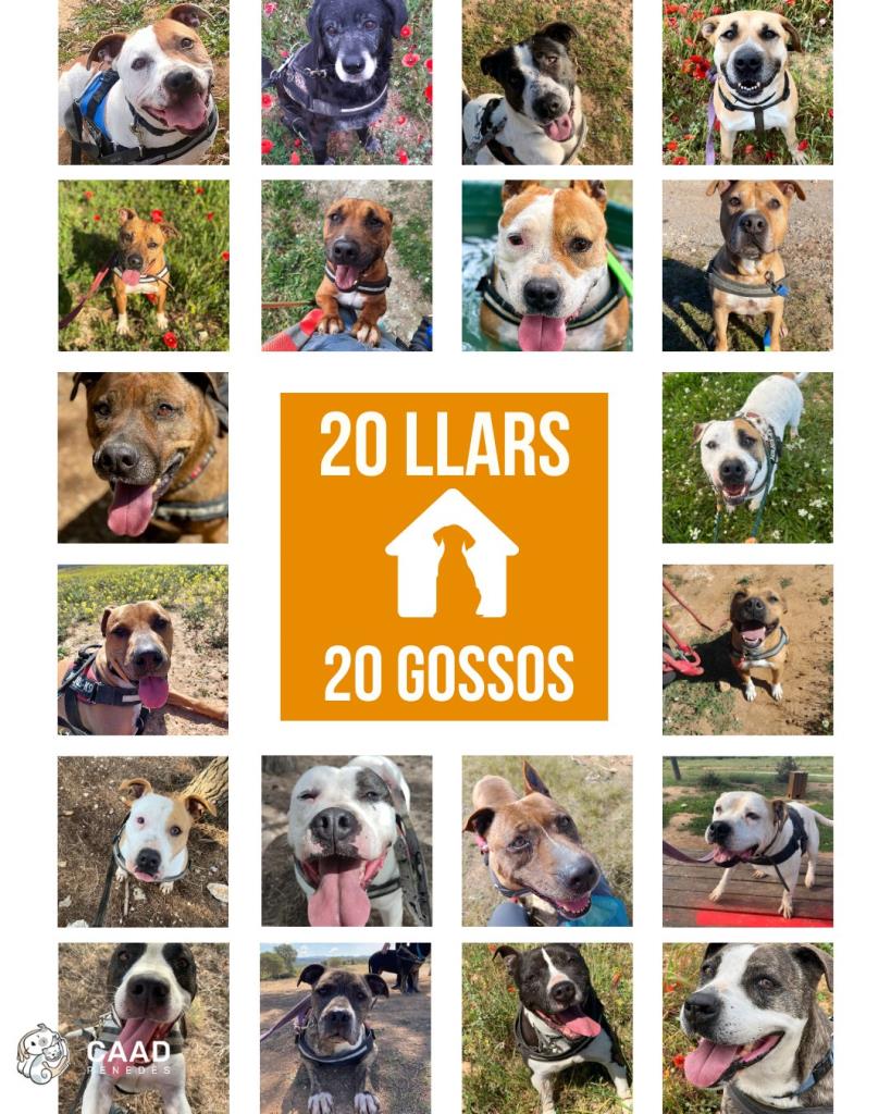 La campanya “20 llars per a 20 gossos” del CAAD Penedès aconsegueix set adopcions aquest estiu. EIX