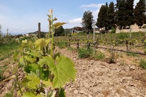 La DO Penedès presumeix d'esdevenir la primera regió vinícola 100% ecològica 