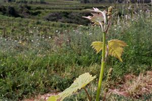 La DO Penedès presumeix d'esdevenir la primera regió vinícola 100% ecològica 