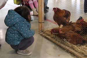 La Fira del Gall de Vilafranca confia en un permís especial per mostrar exemplars vius tot i la grip aviar