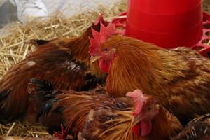 La Fira del Gall de Vilafranca confia en un permís especial per mostrar exemplars vius tot i la grip aviar