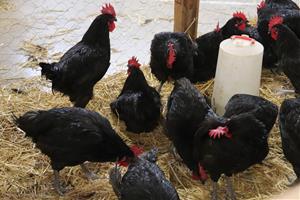 La Fira del Gall de Vilafranca confia en un permís especial per mostrar exemplars vius tot i la grip aviar